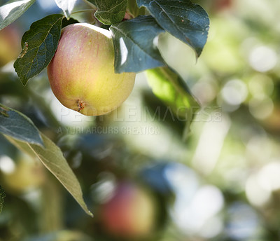 Buy stock photo Apple, tree and fruit in garden for agriculture, harvest or sustainability outdoor at farm. Fresh food, organic plant or orchard for growth in nature for production, nutrition and leaves closeup