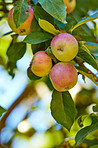 Beautiful apples in my garden