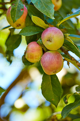 Buy stock photo Apple, tree and fruit outdoor for agriculture, harvest or sustainability at farm. Fresh food, organic plant or orchard for growth in nature for production, nutrition and leaves in low angle at garden