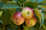 Beautiful apples in my garden