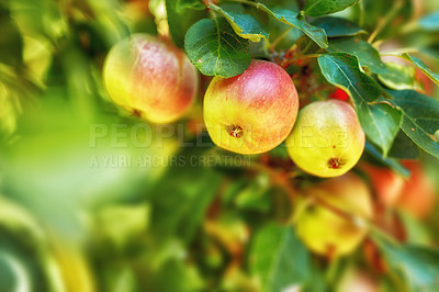 Buy stock photo A photo of tasteful and beautiful apples