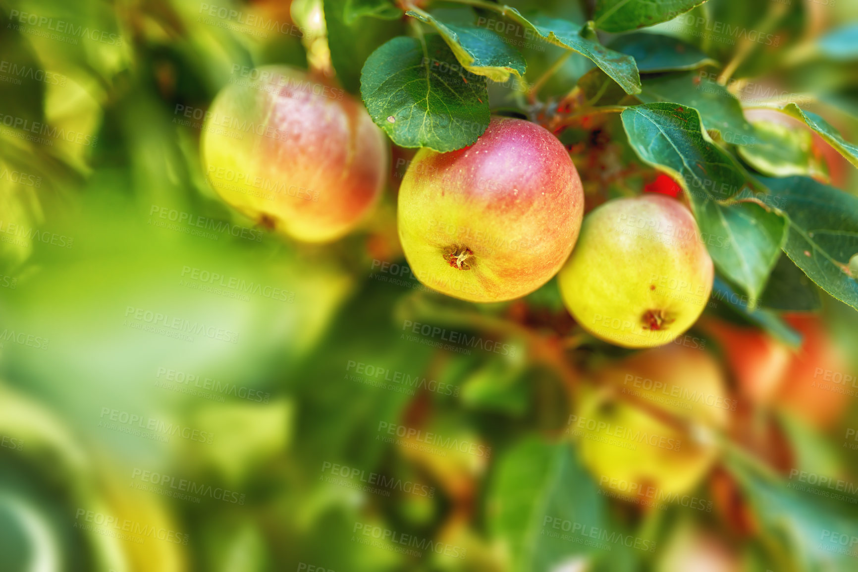 Buy stock photo A photo of tasteful and beautiful apples
