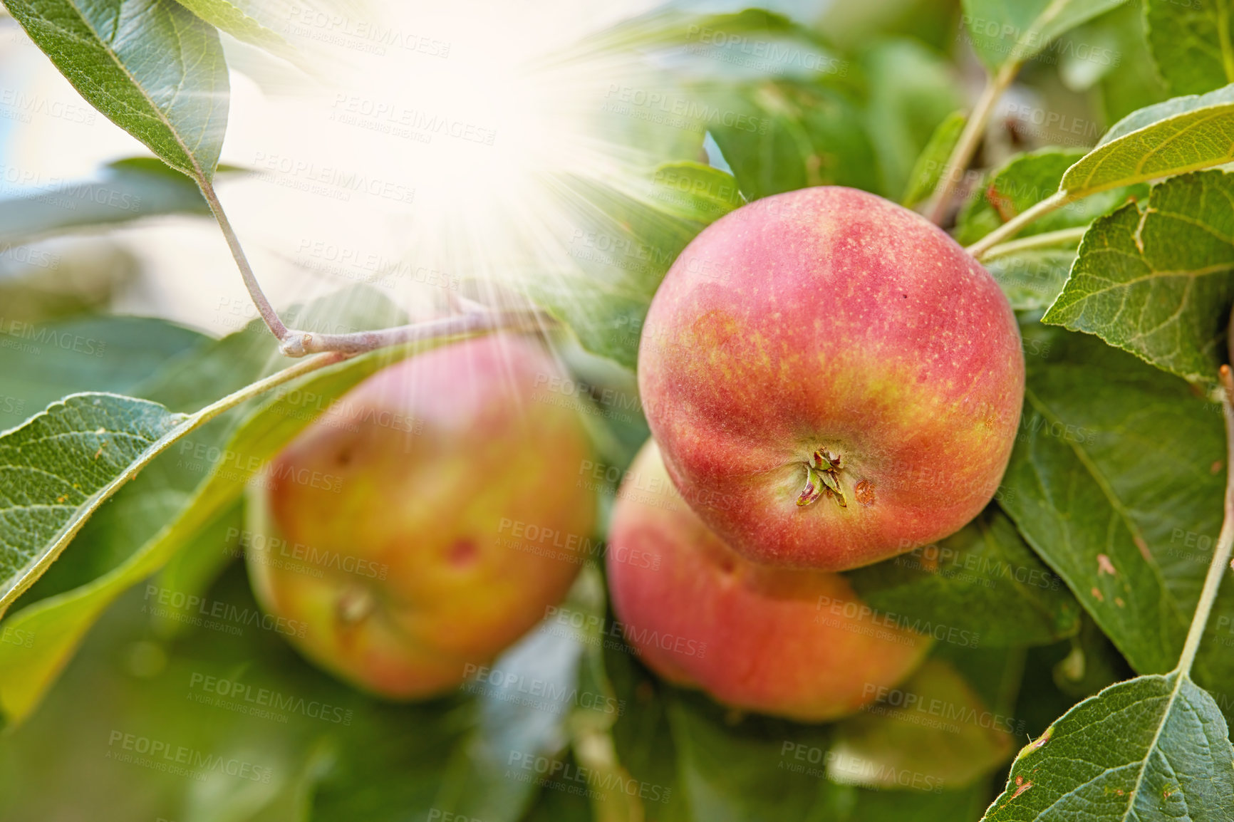 Buy stock photo A photo of tasteful and beautiful apples