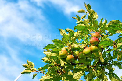 Buy stock photo Apples, blue sky and tree for agriculture, growth or sustainability at farm outdoor. Fresh fruit, organic plant and orchard for harvest in nature for production, nutrition or food with leaves below