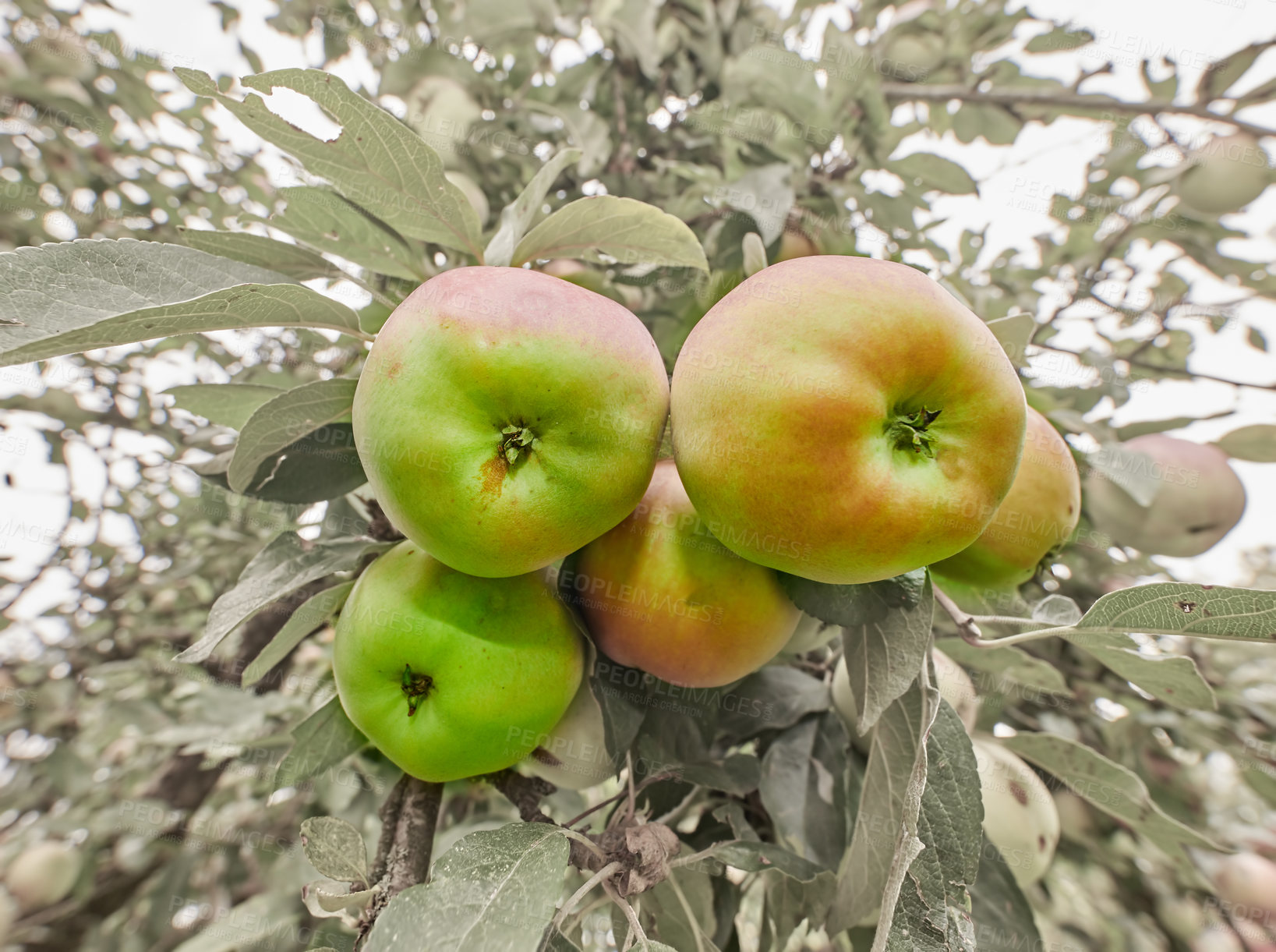 Buy stock photo A photo of tasteful and beautiful apples