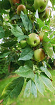 Beautiful apples in my garden