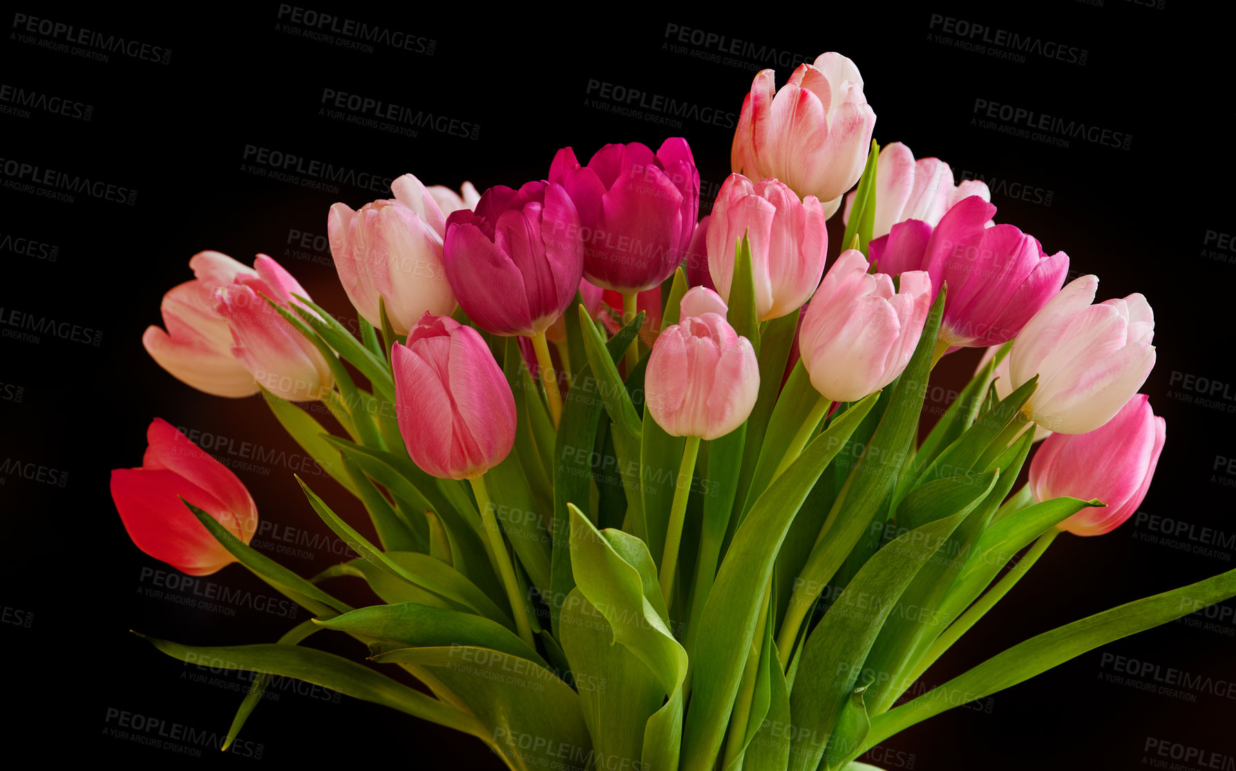 Buy stock photo Copyspace with a bunch of colorful tulip flowers against a black background. Closeup of beautiful flowering plant with pink petals and green leaves blooming and blossoming. Bouquet for valentines day