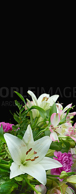 Buy stock photo White lily, space and flowers on black background for gift, anniversary and present for botany. Bouquet, mockup and petals in studio for eco friendly, natural plants or floral color for wallpaper