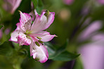 Beautiful flower - dark background