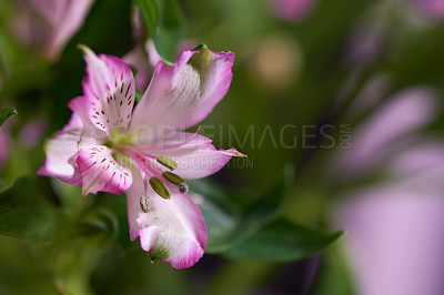 Buy stock photo Peruvian lily, flower and growth in nature on background for botany, ecology and bloom. Alstroemeria plant, leaves and detail closeup for eco friendly, sustainability and floral decor for wallpaper