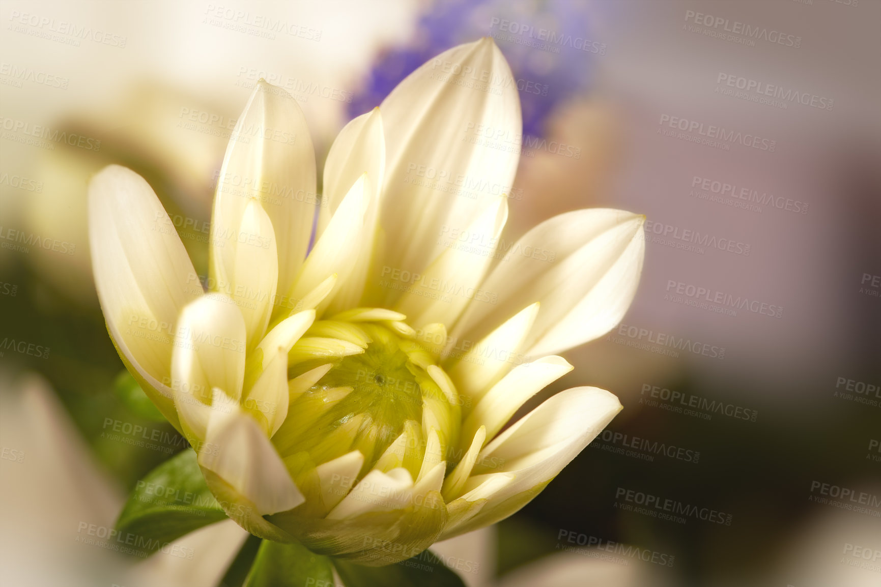 Buy stock photo a photo of Beautiful flower