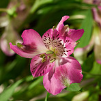 Beautiful flower - dark background