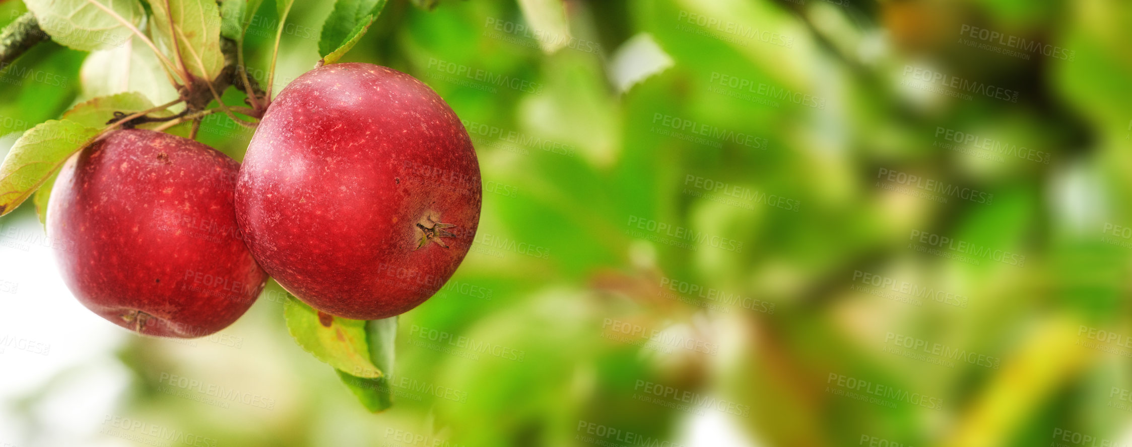 Buy stock photo Copy space with fresh red apples growing on a tree for harvest in an orchard on a bright sunny day outdoors. Closeup of ripe, juicy and sweet produce cultivated on an organic farm or fruit plantation