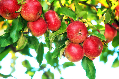 Buy stock photo Fresh red apples growing on a tree for harvest in a sustainable orchard on a sunny day outside. Closeup of ripe, nutritious and organic fruit cultivated on a thriving farm or grove in the countryside