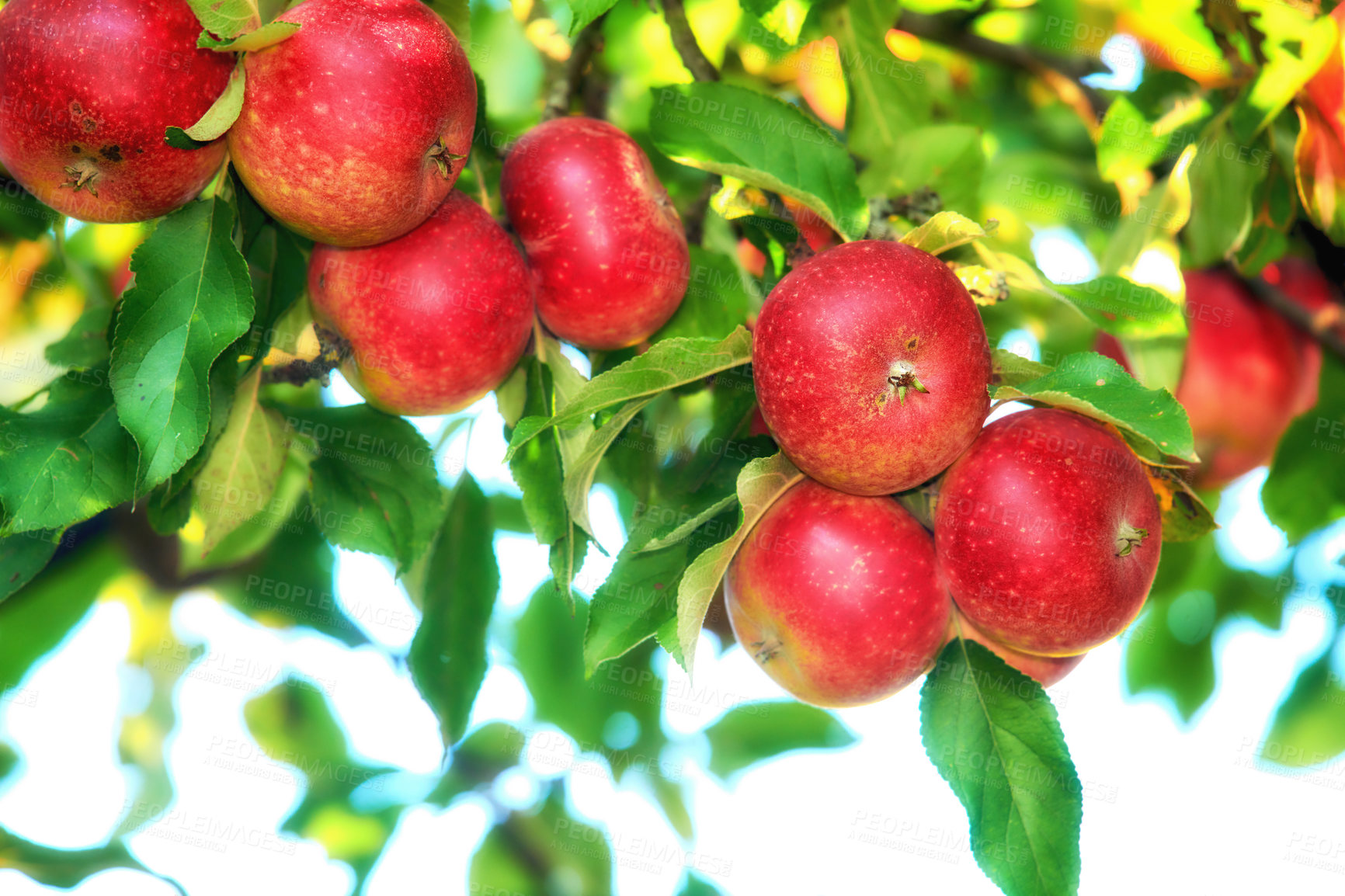 Buy stock photo Fresh red apples growing on a tree for harvest in a sustainable orchard on a sunny day outside. Closeup of ripe, nutritious and organic fruit cultivated on a thriving farm or grove in the countryside