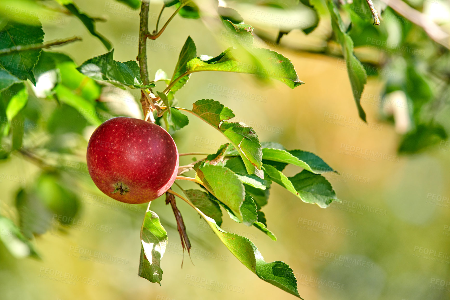 Buy stock photo A single red apple growing and hanging on a tree branch in a sustainable farm outdoors with copy space. Ripe and juicy fruit cultivated for harvest. Fresh and organic produce growing in an orchard