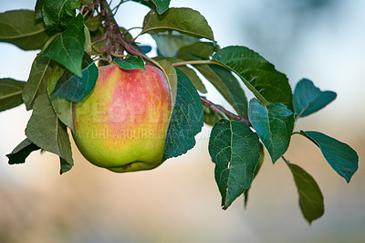 Buy stock photo A single green apple growing and hanging on a tree branch in a sustainable farm outdoors with copy space. Ripe and juicy fruit cultivated for harvest. Fresh and organic produce growing in an orchard