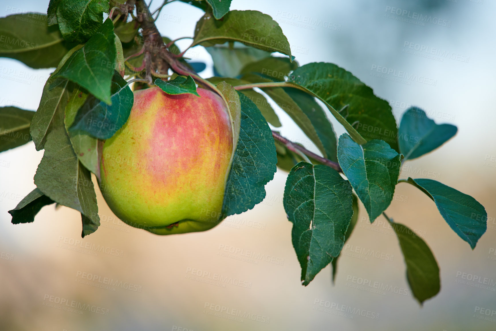 Buy stock photo A single green apple growing and hanging on a tree branch in a sustainable farm outdoors with copy space. Ripe and juicy fruit cultivated for harvest. Fresh and organic produce growing in an orchard
