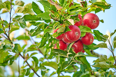 Buy stock photo Copy space with red apples growing in a sunny orchard outdoors. Closeup of a fresh bunch of delicious fruit being cultivated and harvested from trees in a grove. Organic produce ready to be picked