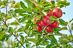 Red Apples in the garden