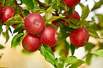 Red Apples in the garden