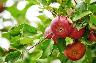 Buy stock photo Fresh red apples growing on a tree for harvest in a sustainable farm on a sunny day outside. Closeup of ripe, nutritious and organic fruit cultivated in a thriving orchard or grove in the countryside