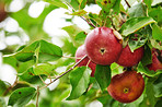 Red Apples in the garden