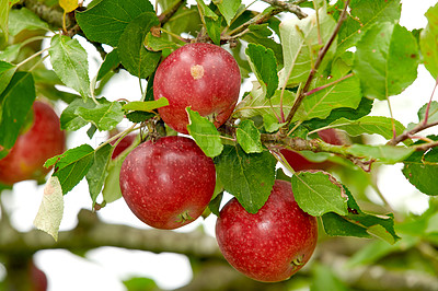 Buy stock photo Zoom in on red apples growing on apple tree branch  with bokeh and copyspace. Fruit hanging from an orchard farm tree against a bright background. Sustainable organic agriculture in the countryside