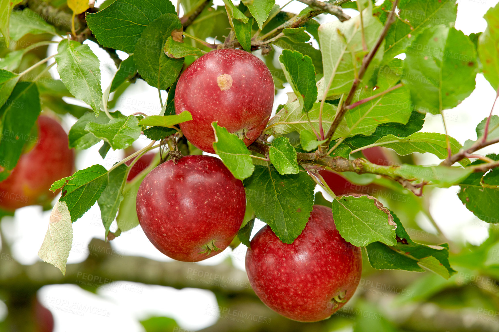 Buy stock photo Zoom in on red apples growing on apple tree branch  with bokeh and copyspace. Fruit hanging from an orchard farm tree against a bright background. Sustainable organic agriculture in the countryside