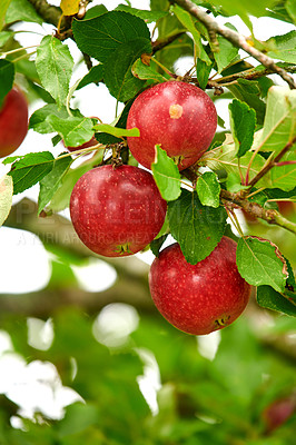 Buy stock photo Closeup of red apples growing on a tree branch in summer with copyspace. Fruit hanging from an orchard farm branch with bokeh and copy space. Sustainable organic agriculture in the countryside