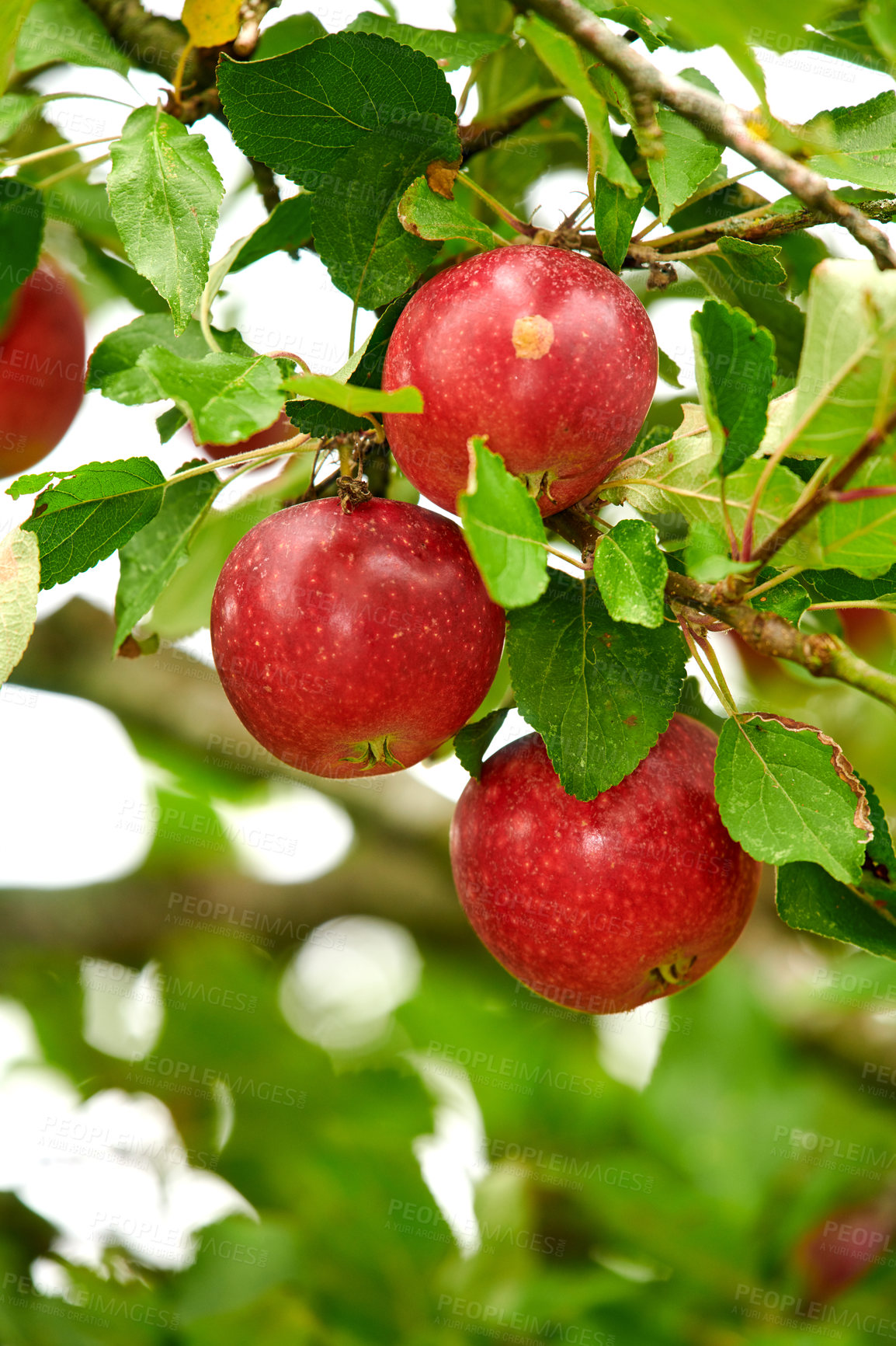 Buy stock photo Closeup of red apples growing on a tree branch in summer with copyspace. Fruit hanging from an orchard farm branch with bokeh and copy space. Sustainable organic agriculture in the countryside