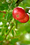 Red Apples in the garden