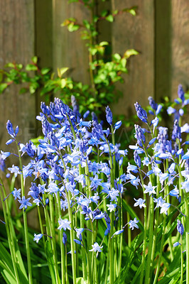 Buy stock photo A photo of beautiful Blue flowers in springtime