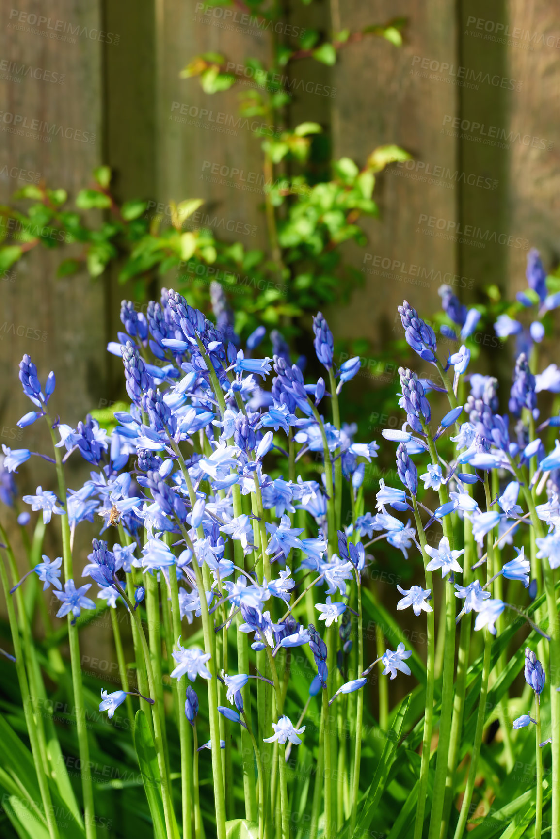 Buy stock photo A photo of beautiful Blue flowers in springtime