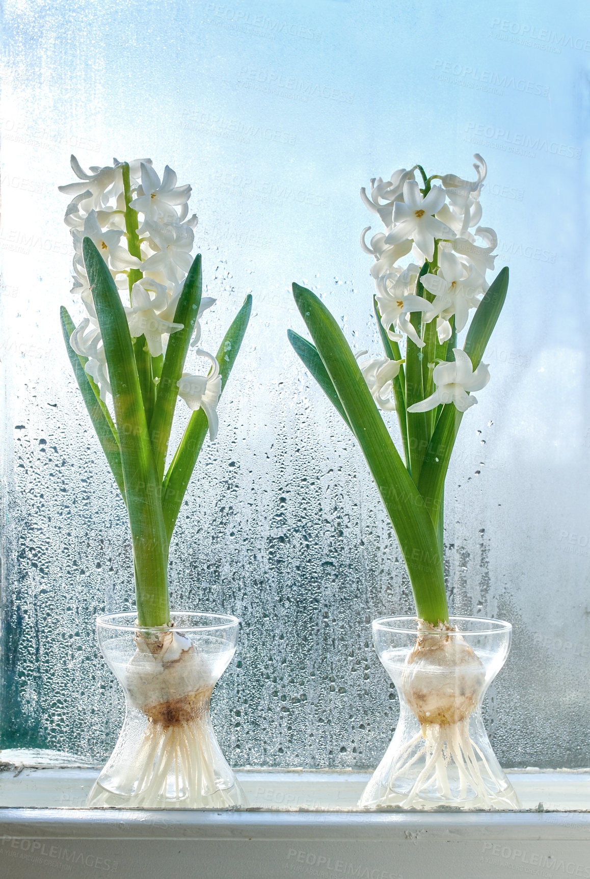 Buy stock photo Closeup of Crocus growing in fresh water, plant on a windowsill . Two white bunches of  flowers adding to the beauty in nature and peaceful ambience, while growing in a greenhouse with copyspace 