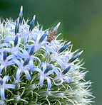 Globe Thistle flowers