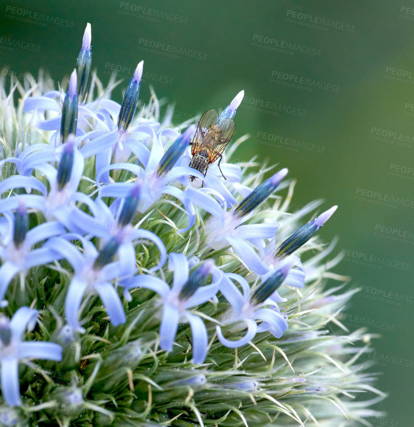 Buy stock photo Closeup of blue globe thistle plant being pollinated by bees in a garden during summer. Botany growing on a green field in the countryside. Zoom of wildflowers blossoming with insects in a meadow
