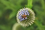 Globe Thistle flowers