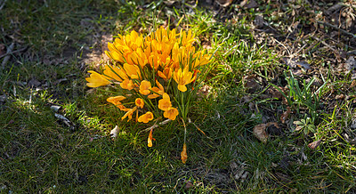 Buy stock photo Yellow crocus flavus flowers growing in a sunny garden outdoors. Closeup of a beautiful bunch of flowering plants with vibrant petals blooming and blossoming in a natural environment during spring