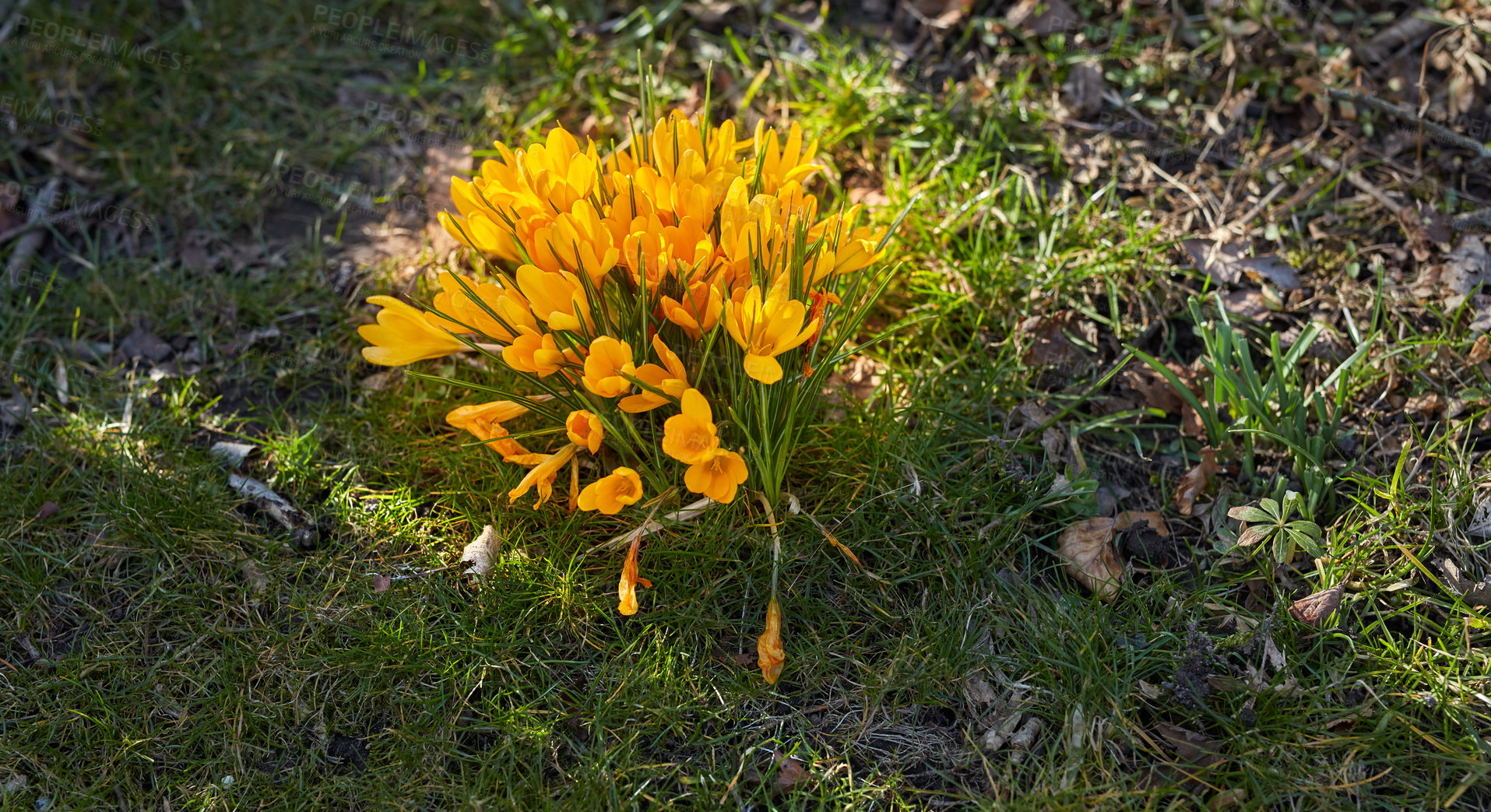 Buy stock photo Yellow crocus flavus flowers growing in a sunny garden outdoors. Closeup of a beautiful bunch of flowering plants with vibrant petals blooming and blossoming in a natural environment during spring