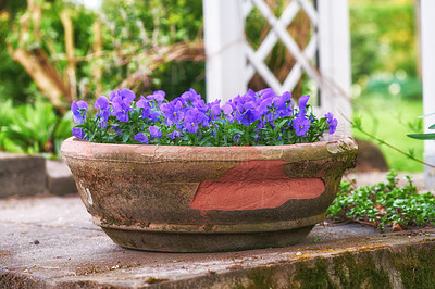 Buy stock photo A flower pot in the garden