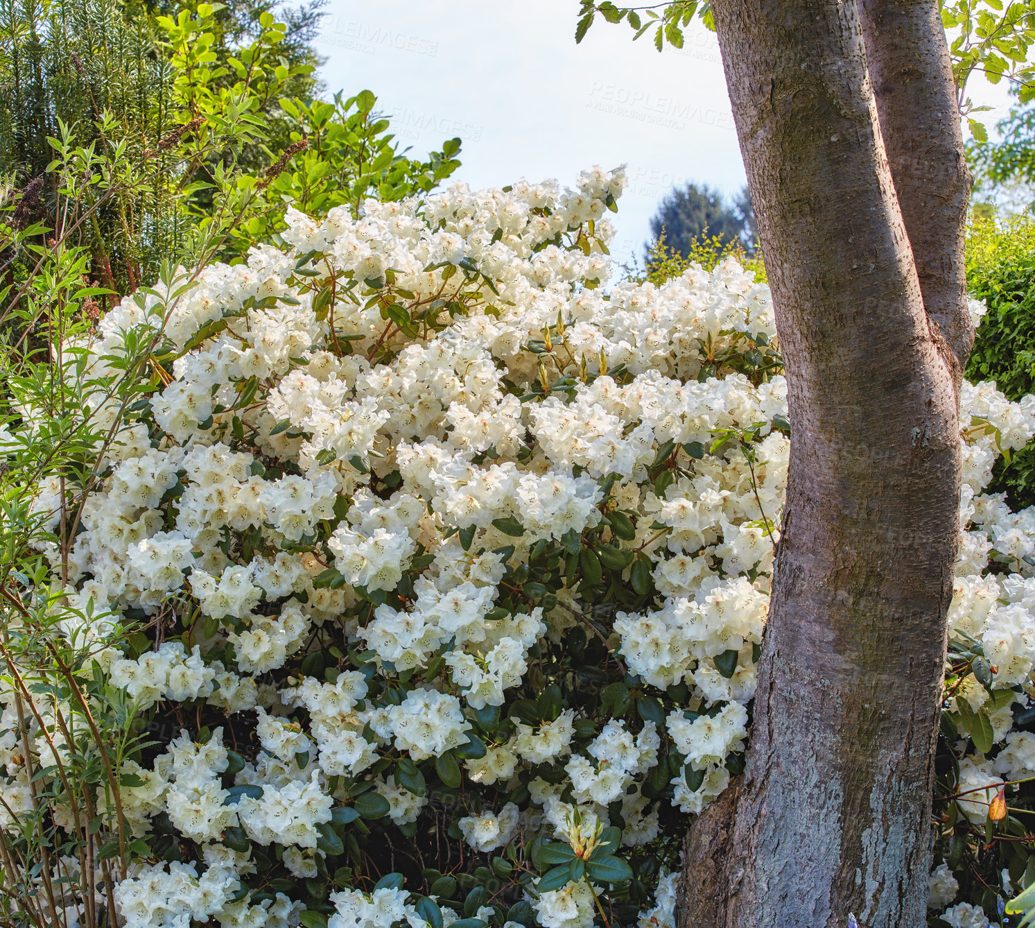 Buy stock photo White flowers, bush and tree with floral leaves for season, bloom or blossom in nature. Mature plant, foliage and greenery with pollen for natural growth, conservation or eco friendly environment