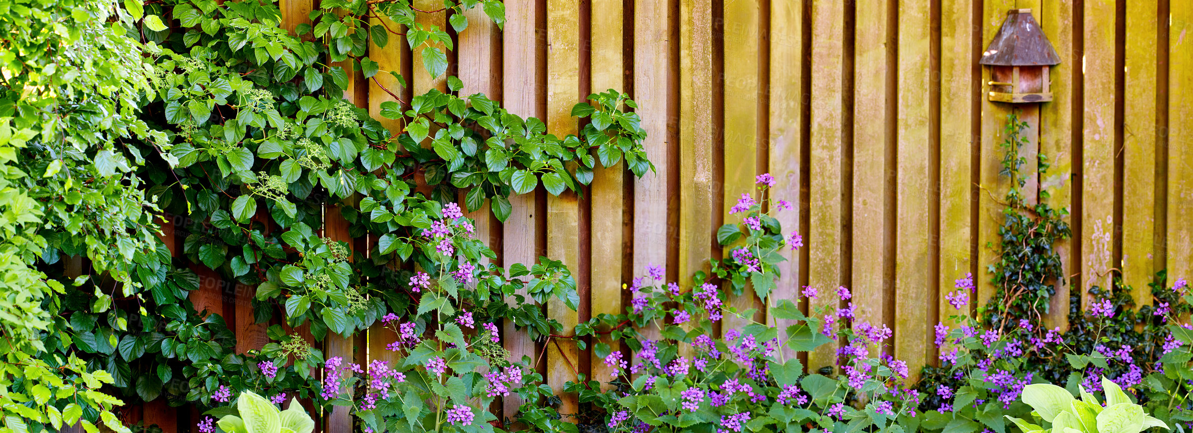 Buy stock photo A photo of beautiful Blue flowers in springtime