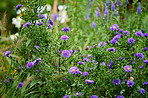 Blue garden flowers 