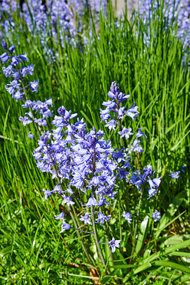 Buy stock photo Bluebell flowers growing in a botanical garden in summer. Top view of beautiful Scilla siberica flowering plants blossoming on the countryside. Blue flora blooming in a lush grassy meadow from above