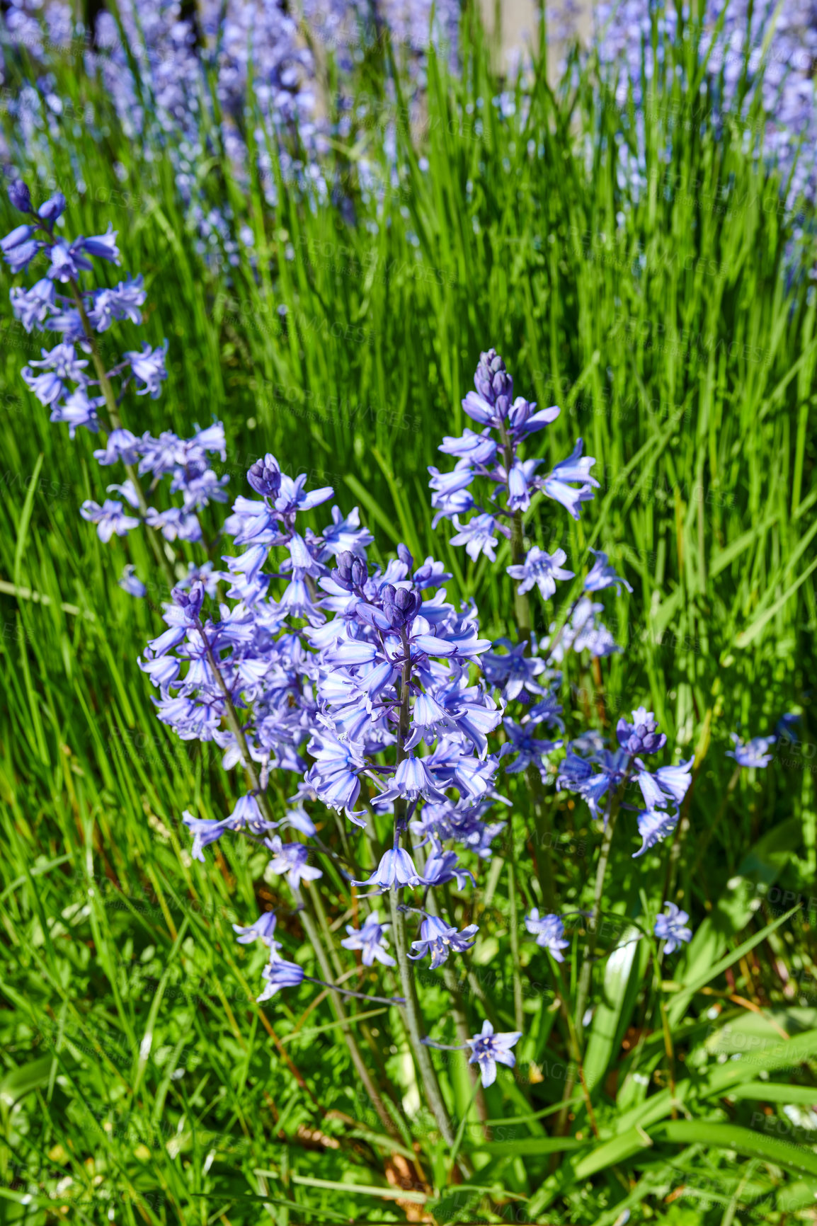 Buy stock photo Bluebell flowers growing in a botanical garden in summer. Top view of beautiful Scilla siberica flowering plants blossoming on the countryside. Blue flora blooming in a lush grassy meadow from above