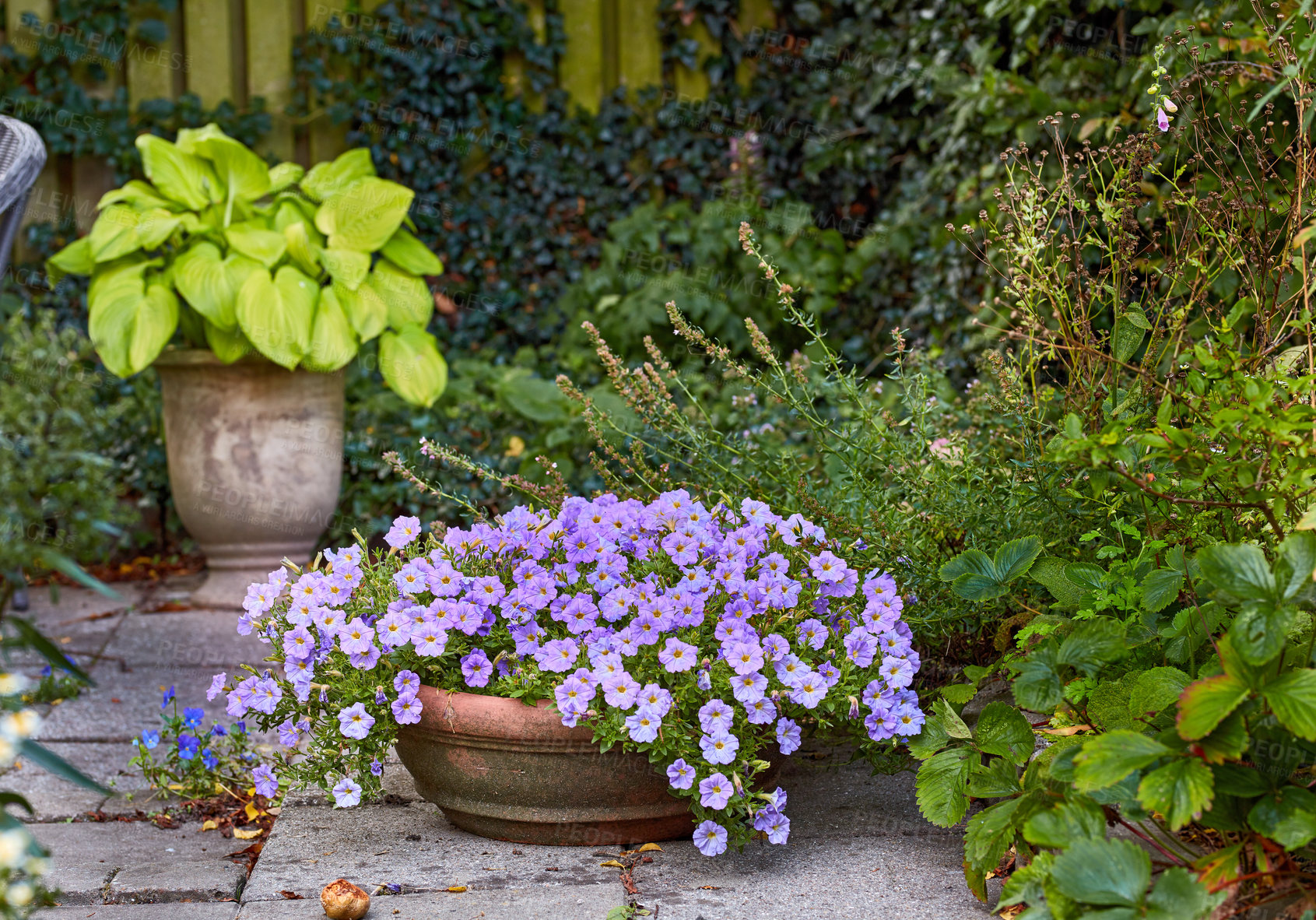 Buy stock photo A series of beautiful garden photos