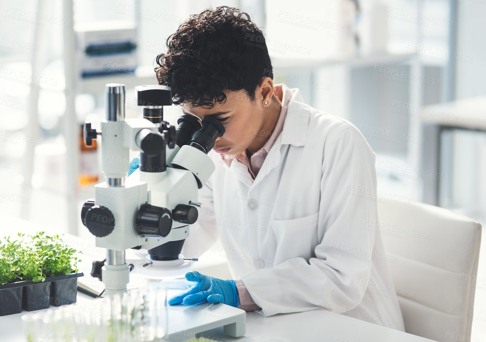 Buy stock photo Woman, scientist and microscope with plants in lab, ecology experiment, sustainable health and nature process. Researcher, botany and biotechnology for agriculture study, leaves growth and production