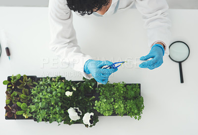 Buy stock photo High angle shot of an unrecognizable female scientist putting a plant sample into a test tube while working in a laboratory
