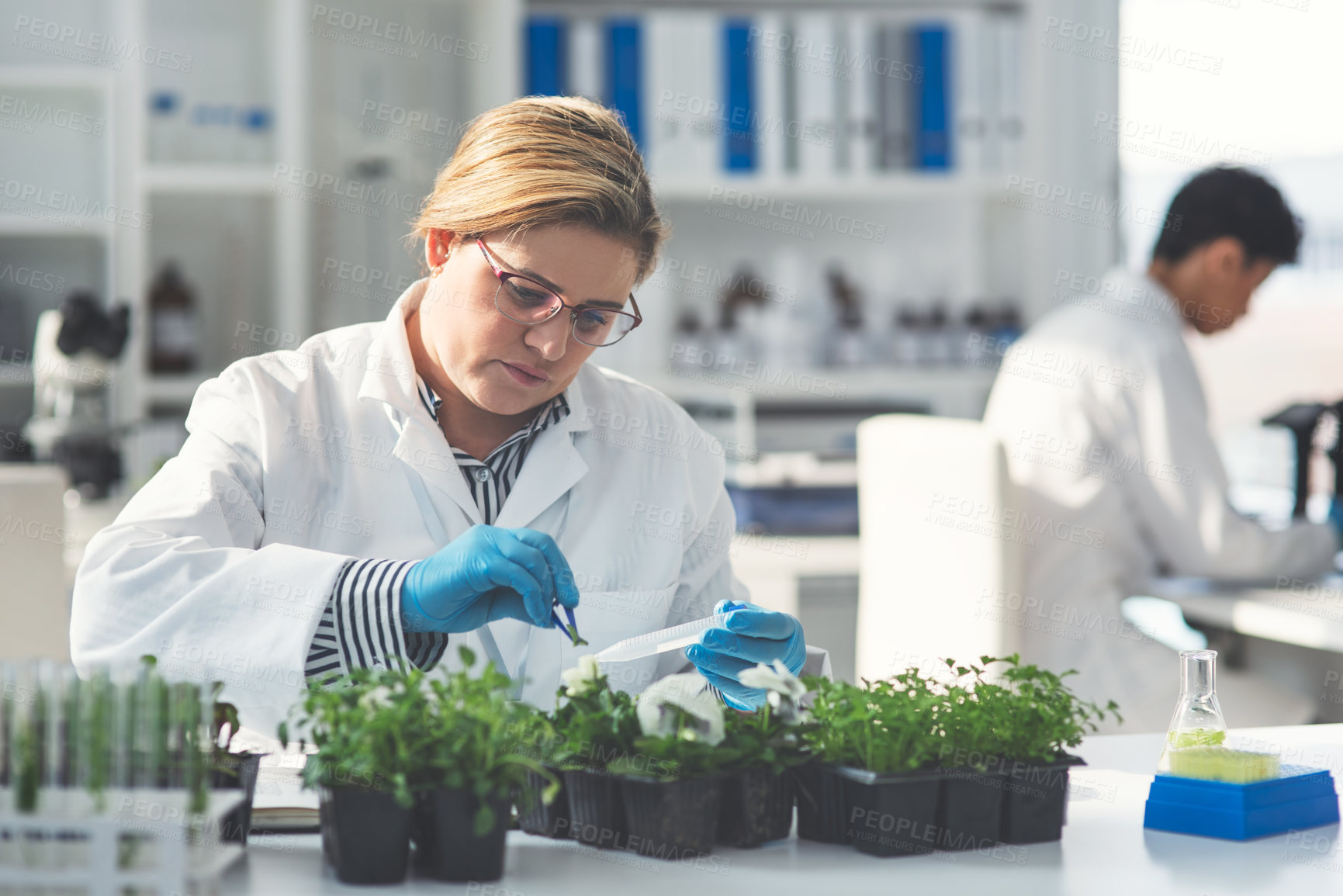 Buy stock photo Cropped shot of an attractive young female scientist working with plants in a laboratory with her colleague in the background